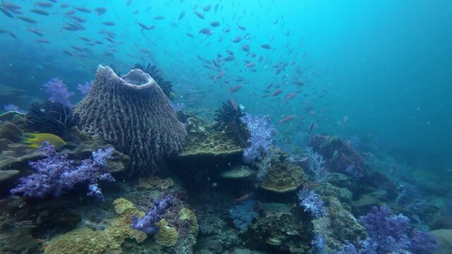 Koh Lipe, Thailand: Footage of colorful corals and tropical fishes in Stonehenge, a famous dive site in in the south Andaman sea near Koh Lipe island in Thailand