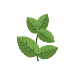 Fototapeta premium three green mint leaves isolated on white background vector illustration