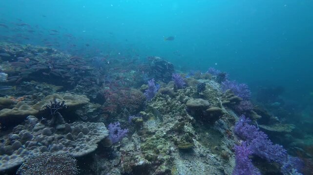 Koh Lipe, Thailand: Footage of fishes swim above table and soft corals in Stonehenge, famous dive site in Koh Lipe, South Thailand