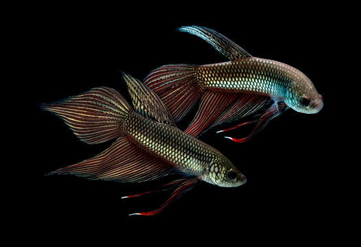 Wild betta fish swimming over black background