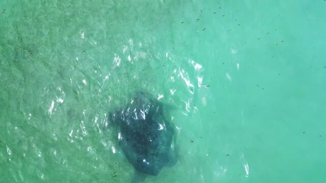 Sea turtle swimming in plastic polluted ocean water. Unique aerial view drone