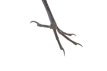 Obraz premium Profile view of raptor leg and talons on png background.
