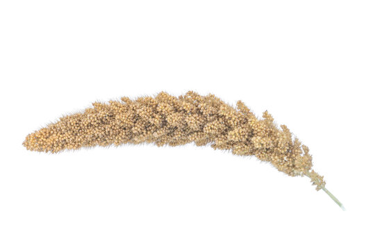 Curved spray of fox-tail millet grain for rustic decor on png background.