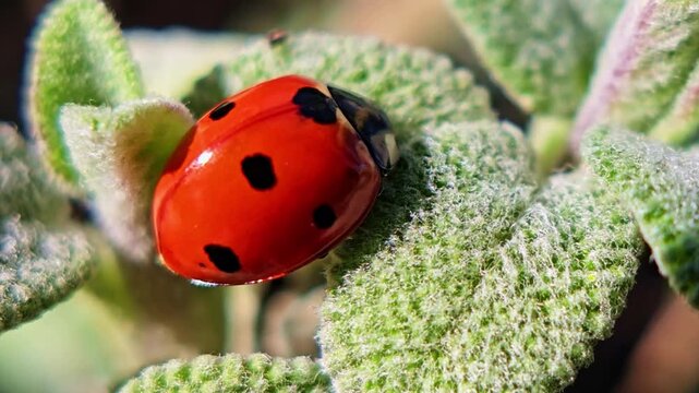 Macro shot of ladybug on textured leaf with vibrant colors and natural light