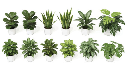 Obraz premium Collection of various indoor potted plants in white pots