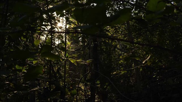 Left pan of a lush laurel forest with sun rays piercing the canopy