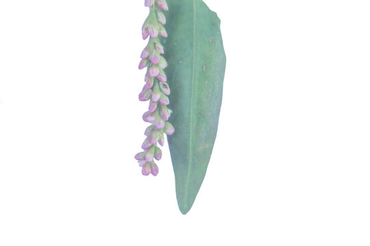 Macro view of pink smartweed flower stalk with green leaf on png background.