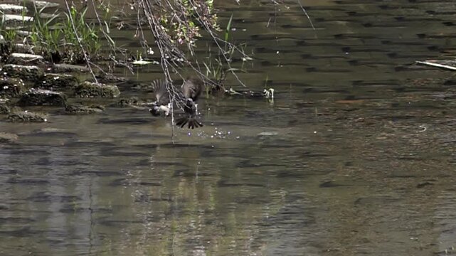Super slow motion 960fps of wild birds diving into a river and splashing water as they fly away.