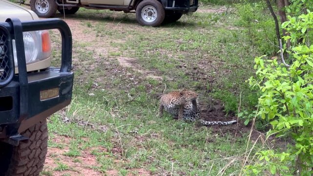 Leopard (Panthera pardus) scratching itself between Safari vehicles in South Luangwa National Park. Zambia.