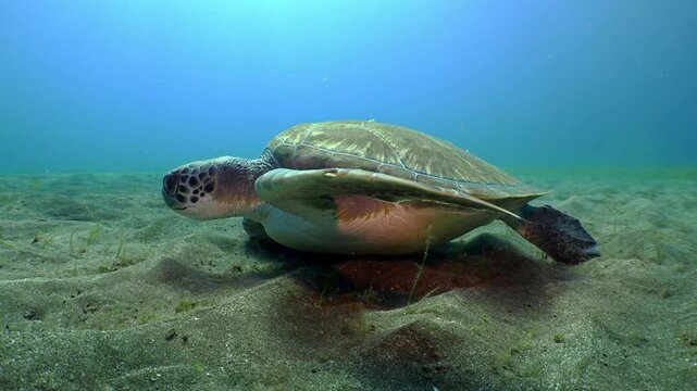 Green turtle grazing on seagrass and resting its flippers on the sand