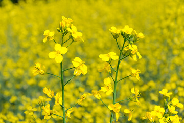 Obraz premium Blooming yellow rapeseed flowers from cabbage and cruciferou family for biodiesel fuel production and agricultural oil cultivation
