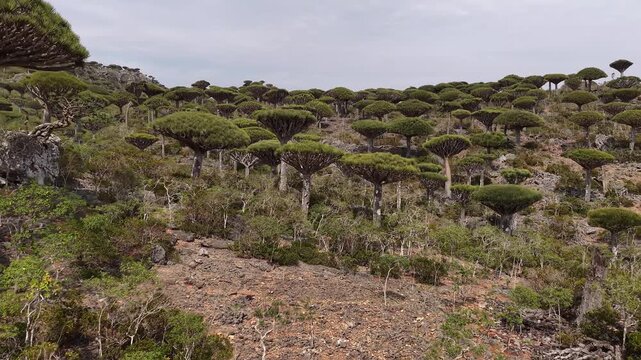 Aerial view flying across the unique dragon's blood tree forest