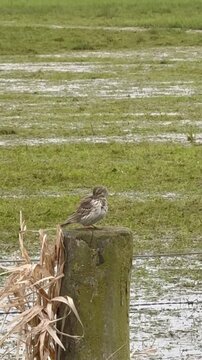 Wiesenpieper auf Pfahl bei Gefiederpflege in Deutschland &ndash; Anthus pratensis sitzt in Feuchtwiesen und putzt sein Gefieder im nat&uuml;rlichen Lebensraum