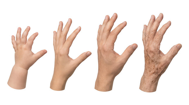 Aging Process: Hands From Baby to Senior