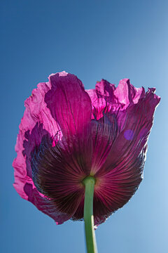 looking up at purple poopy flower