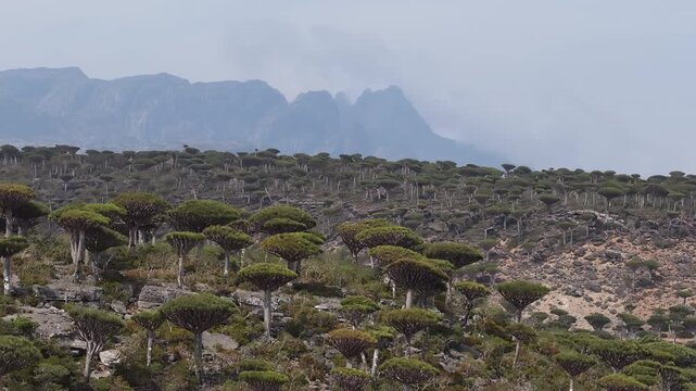Dragon's blood trees forest growing on socotra island hillside
