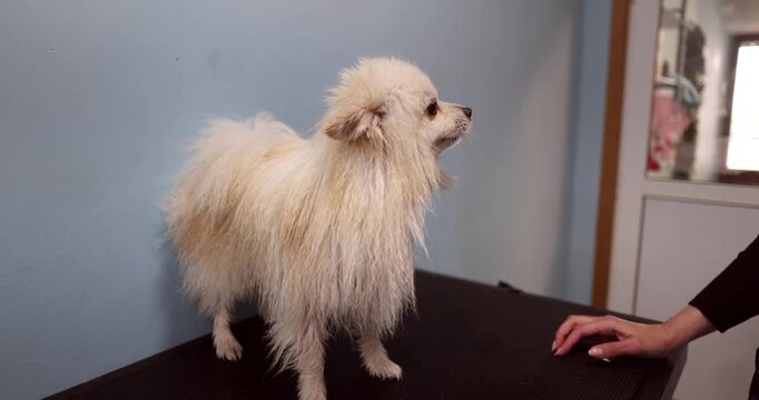 Cute wet pomeranian spitz standing on a grooming table at a pet salon while a professional groomer is blow drying its fur. Adorable purebred puppy shaking off water after bathing
