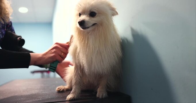 Cute white pomeranian dog sitting on a grooming table while a professional groomer brushes its wet fur after a bath, caring for the small spitz and drying its clean coat in the salon