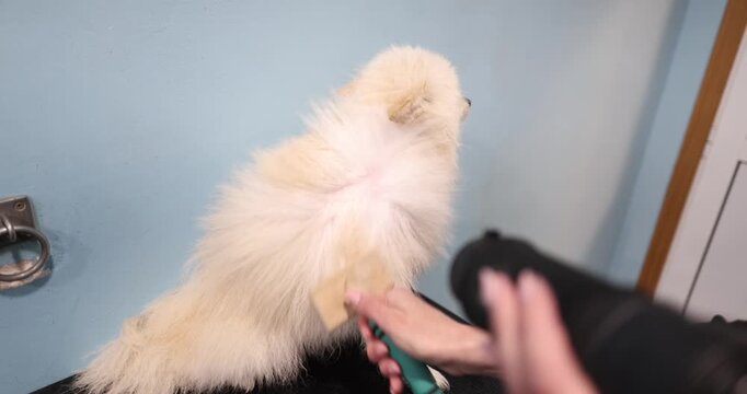 Female pet groomer using a hair dryer and a slicker brush on a fluffy white pomeranian dog's coat during a professional grooming session in a specialized animal beauty salon