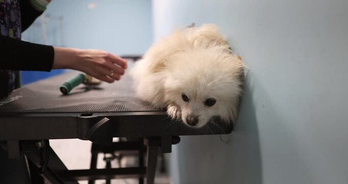 Professional woman groomer brushing a fluffy white spitz dog on a grooming table at the pet salon, showcasing animal care treatment during a fur shedding session for a clean and healthy coat