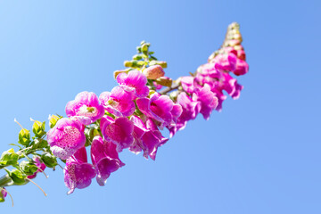 purple foxglove Digitalis purpurea flower spikes © Andrew