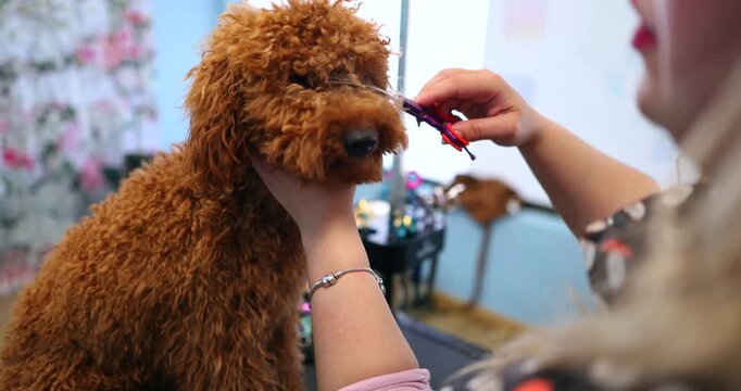 Woman groomer carefully cutting the hair of an obedient brown poodle with scissors. Professional pet care specialist providing a haircut service for a curly haired dog in a beauty salon