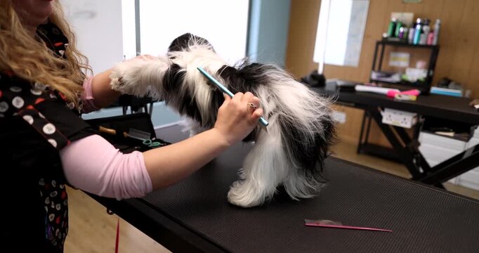 Professional groomer carefully combing the long, black and white fur of a cute shih tzu dog standing on a grooming table, providing specialized care and hygiene services at a modern pet salon