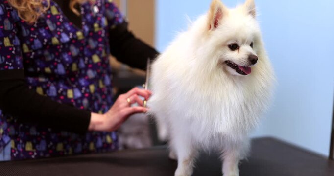 Female professional groomer carefully trimming the white fur of a cute pomeranian spitz dog with scissors during a grooming session on a table at a veterinary clinic or pet salon