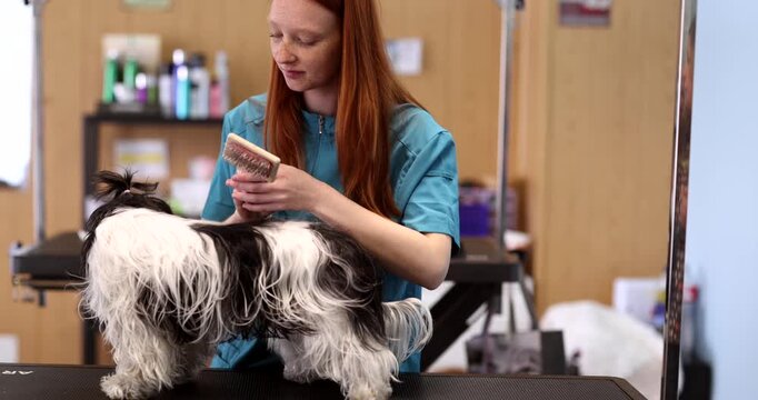 Professional young woman with red hair brushing a long haired shih tzu dog at a grooming salon, demonstrating expert pet care and hygiene procedures during a thorough grooming session
