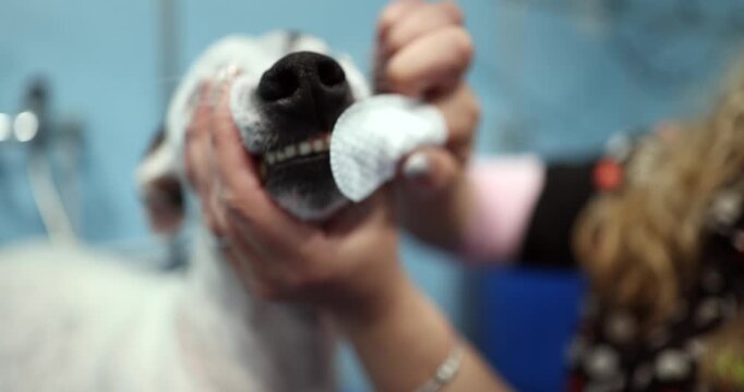 Close up of a professional groomer gently washing and brushing a white dog's teeth with a cotton pad in a grooming salon, ensuring proper dental hygiene and care for the calm pet