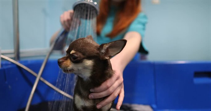 Adorable brown chihuahua dog enjoying a bath in a grooming salon, with a professional groomer gently washing its fur with a shower head in a special blue bathtub for animal care