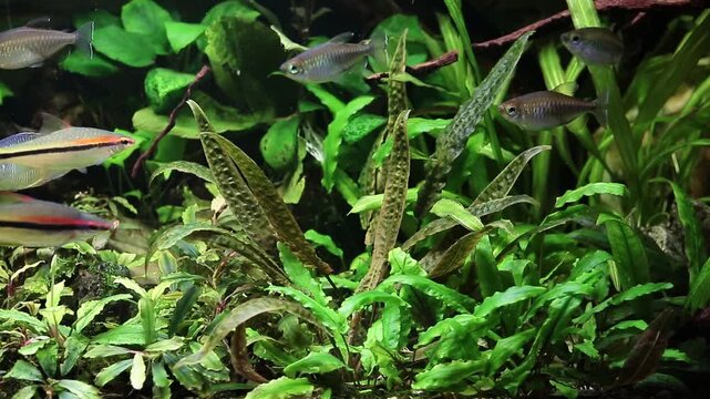 A green beautiful planted tropical freshwater aquarium with fishes