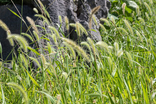 Close-up of green foxtail grass (Setaria) with fluffy cylindrical seed heads swaying in sunlight, with a dark rocky surface and lush vegetation visible in the background.