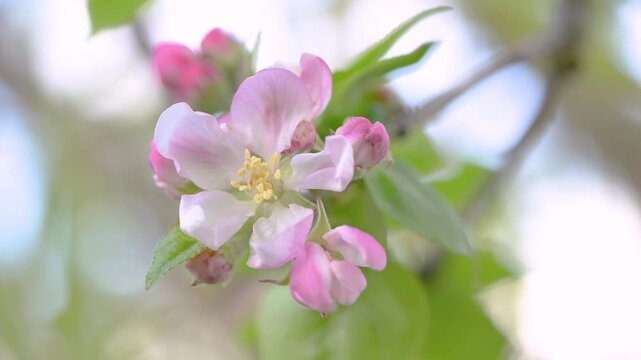 Close-up of a blooming White transparent apple tree flower with young emerging leaves shaken by the wind in spring in a domestic garden. Malus domestica, r&eacute;gion Centre, France, European Union, Europe