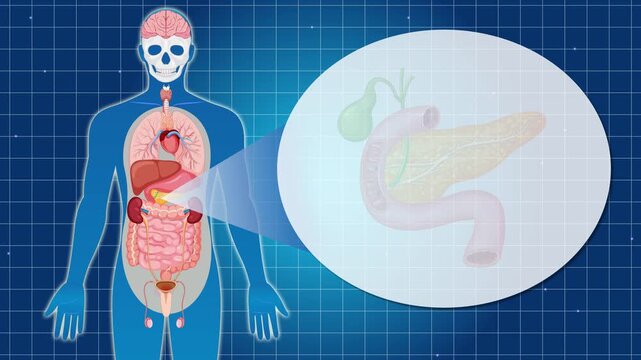Human anatomy internal organs detailed illustration zoom on pancreas and gallbladder.