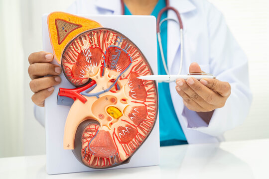 Chronic kidney disease, doctor with model for treatment urinary system, urology, Estimated glomerular filtration rate eGFR.