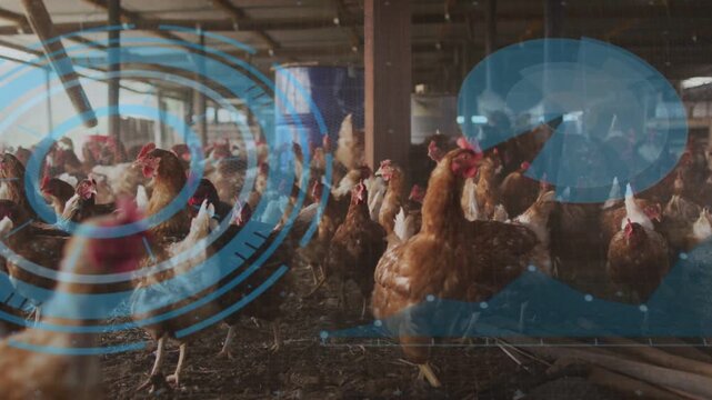 Graphic overlays appearing and pulsing, flock of hens lifting heads and moving for poultry tracking