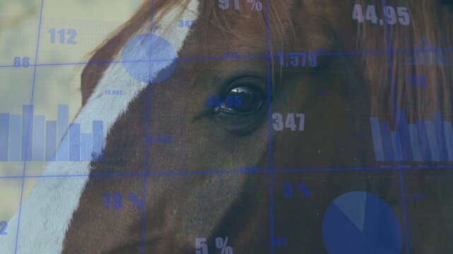 Vertical video: Horse eye staying close while camera panning, charts animating equine analytics