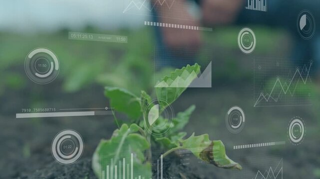 Vertical video: Senior farmer kneeling by seedling, HUD charts overlaying crop, hand pressing soil