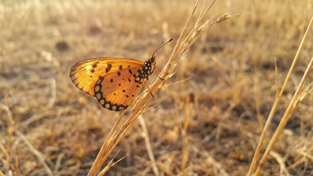 Tawny Coster Butterfly in Dry Grass Landscape