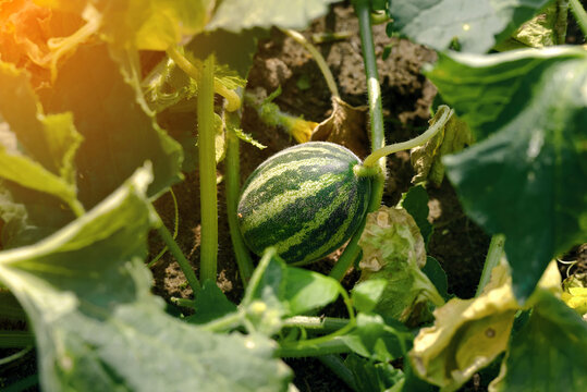 Young striped watermelon developing on vine in fertile garden soil surrounded by lush green leaves, stems, close up view of natural fruit growth in organic backyard farming during sunny summer season