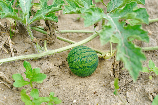 Organic watermelon developing in home garden with natural outdoor lighting, unique patterns, vibrant green skin of the fruit among plants. Watermelon growing striped fruit on vine in dry fertile soil