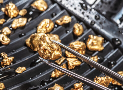 Gold nugget in tweezers against a black gold pan with numerous other gold nuggets. Concept of gold mining and adventure.