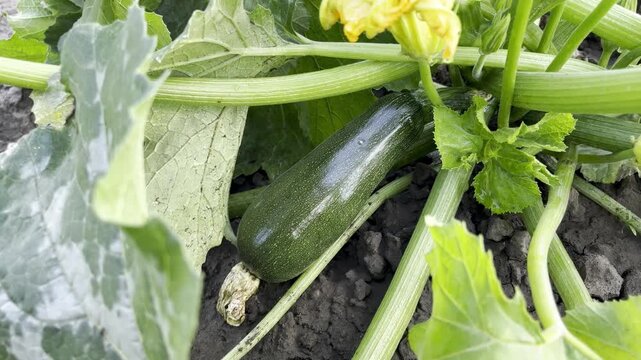 Green zucchini growing in a garden