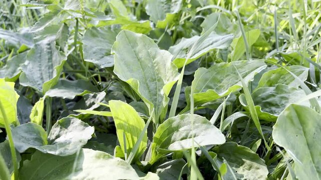 Medical plant plantain grows on the lawn