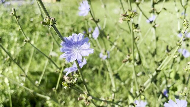 medical plant chicory growing in the meadow	