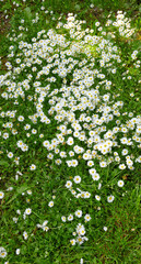 Fototapeta premium Nature, above and flowers in garden for spring field, blossom and botany in countryside. Aesthetic, background and morning with petals, bush and floral plant for environment, ecosystem or growth