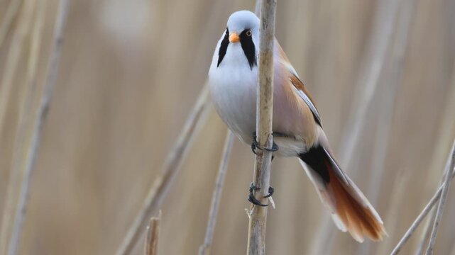 Male Bearded reedling (Panurus biarmicus) calling. Bird singing on reed, open mouth, vocalizing, spring wetland, side and front view, sharp focus, real-time wildlife video.