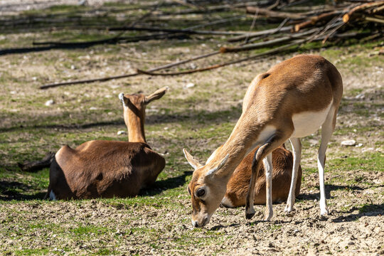 Indian Blackbuck, Antelope cervicapra or Indian antelope.