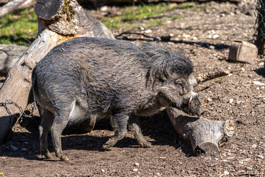 The Visayan warty pig, Sus cebifrons is a critically endangered pig